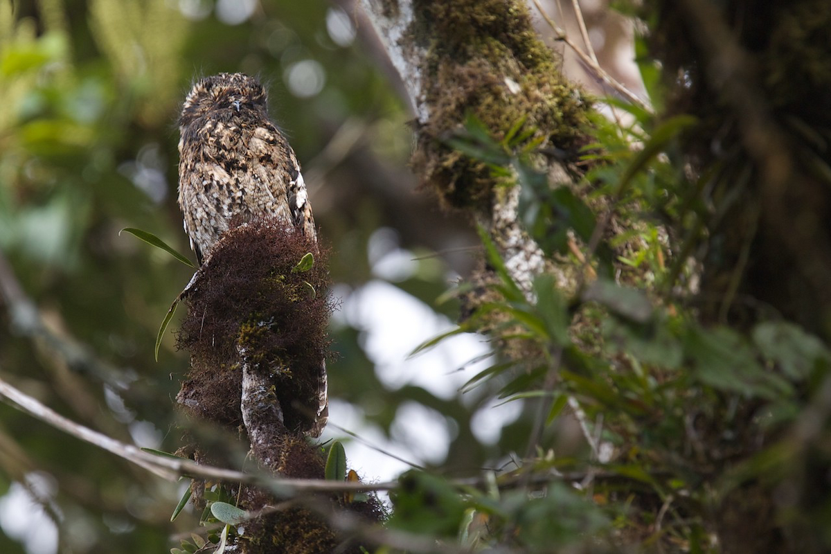 Andean Potoo - ML118642431