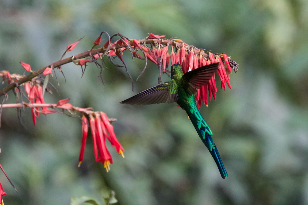 Long-tailed Sylph - ML118642761