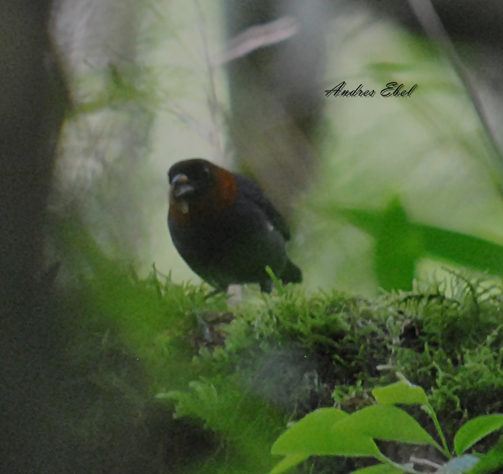 Chestnut-headed Tanager - andres ebel