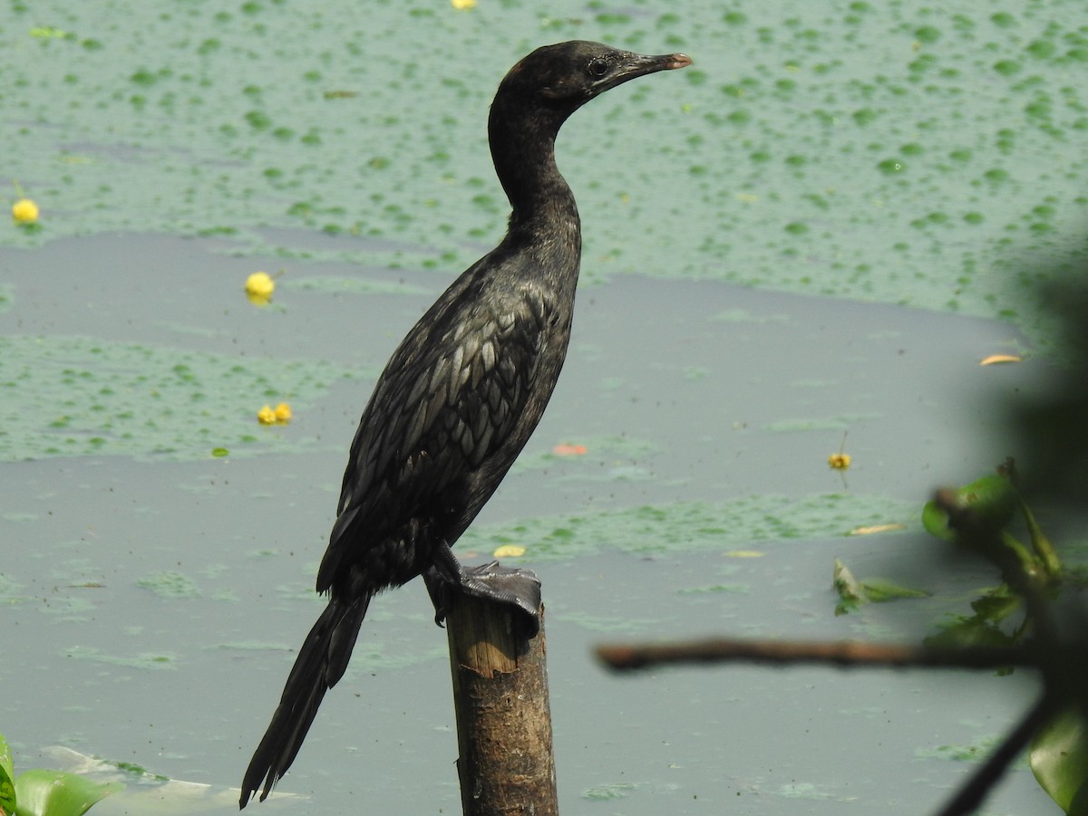Little Cormorant - G Parameswaran
