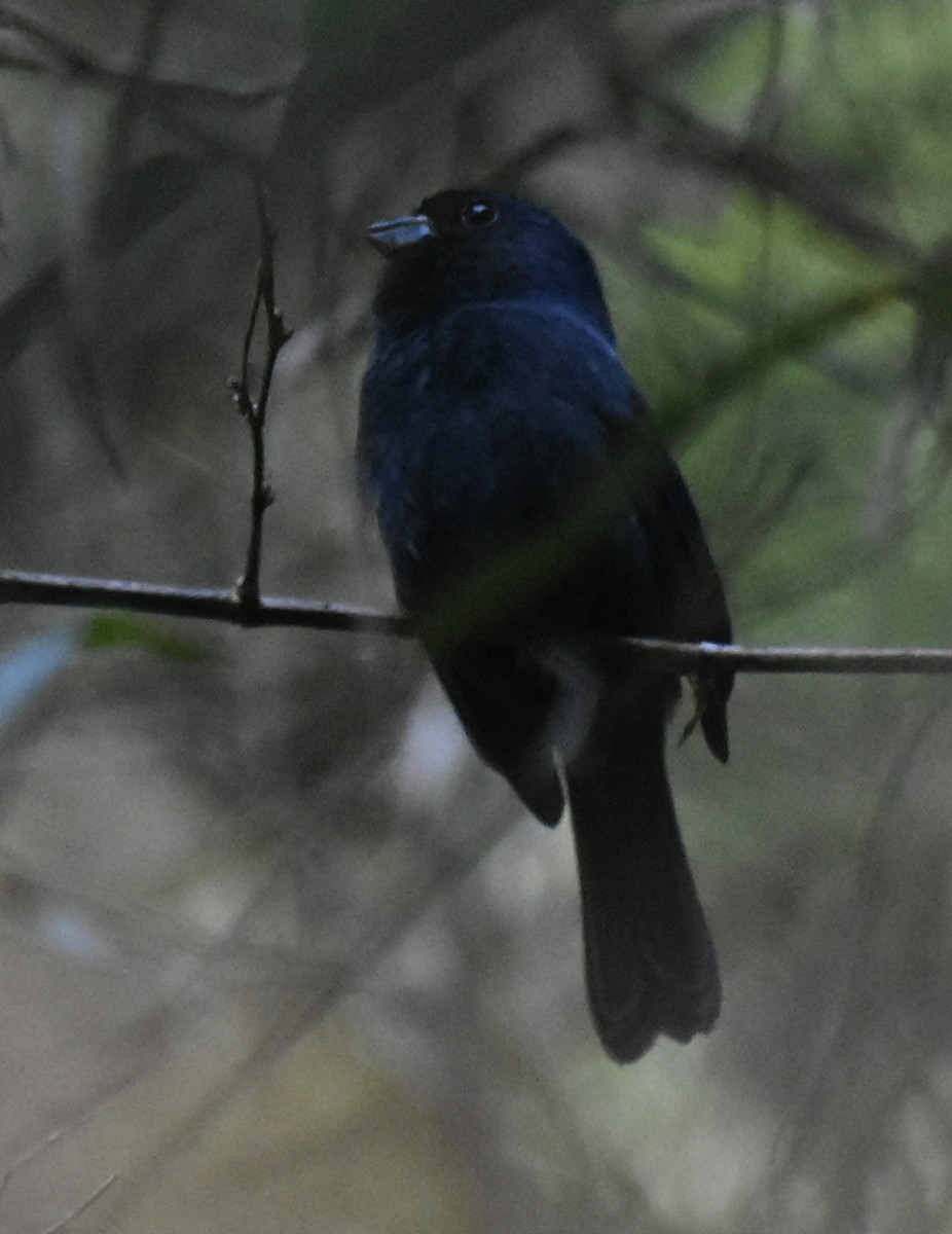 Blackish-blue Seedeater - andres ebel
