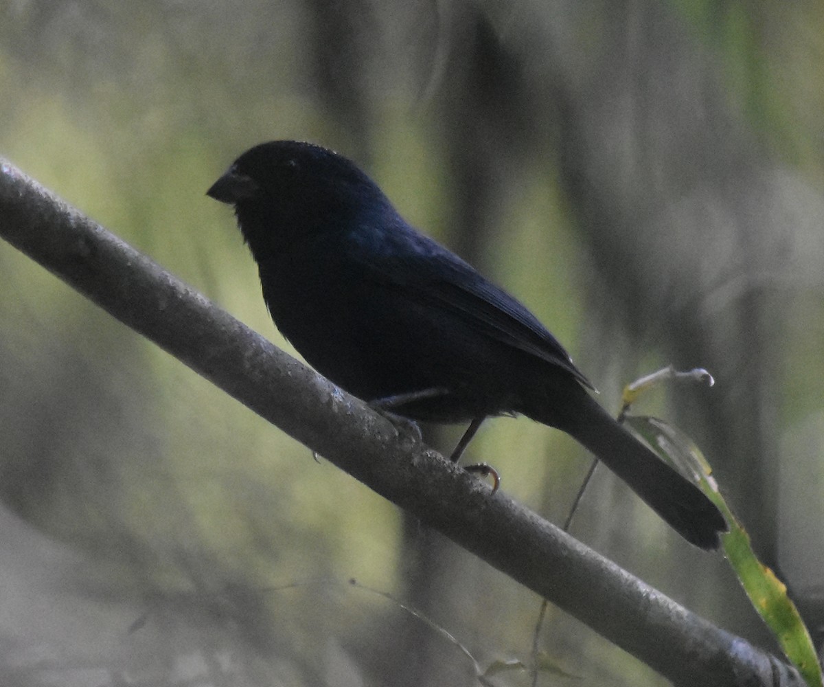 Blackish-blue Seedeater - andres ebel