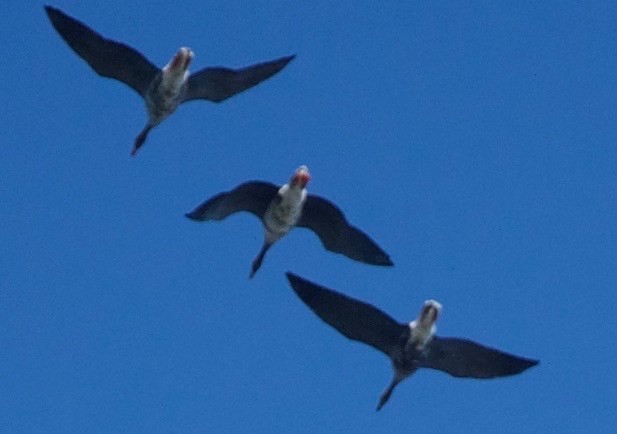 Greater White-fronted Goose - ML118650871