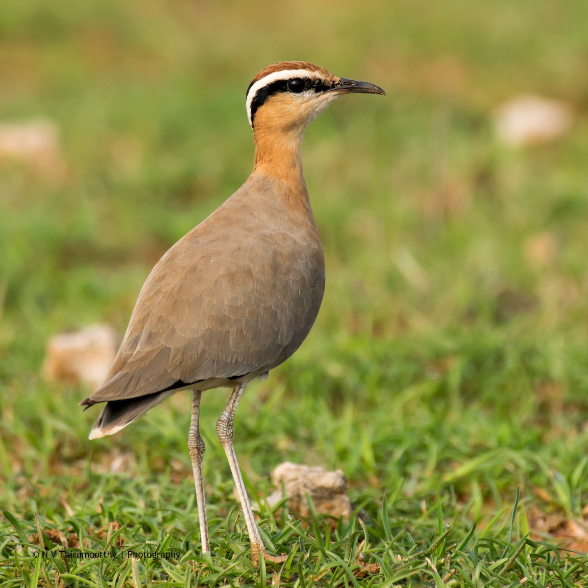 Indian Courser - ML118651911