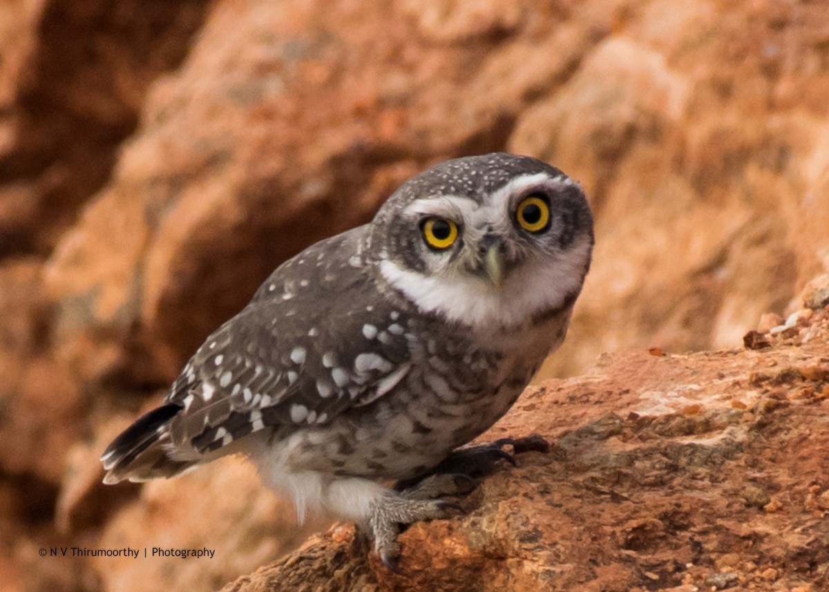 Spotted Owlet - ML118652251