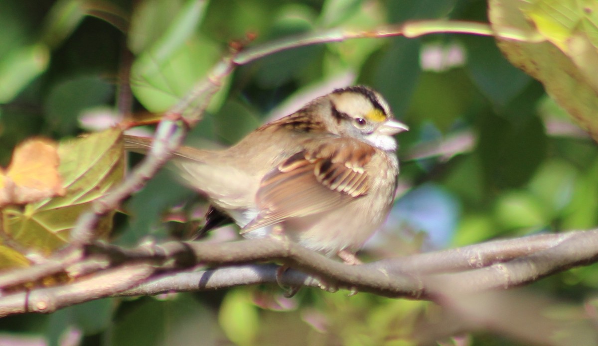 White-throated Sparrow - Doug Hegenauer