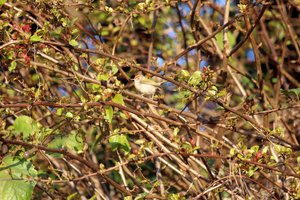 Common Tailorbird - Gireesan TU