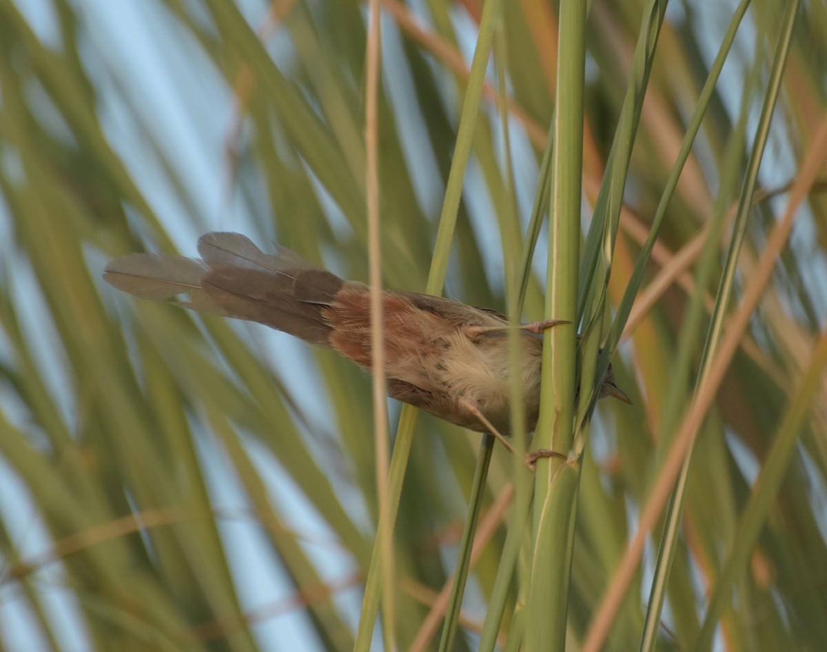Rufous-vented Grass Babbler - Parvez Shagoo
