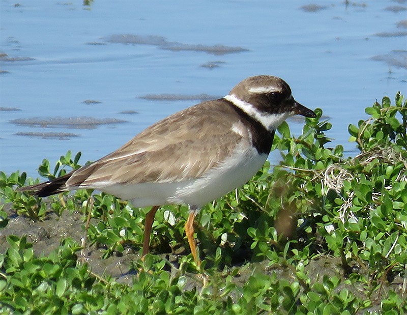 Common Ringed Plover - ML118662291