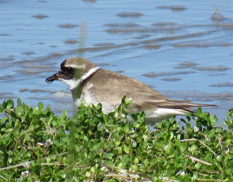 Common Ringed Plover - ML118662301