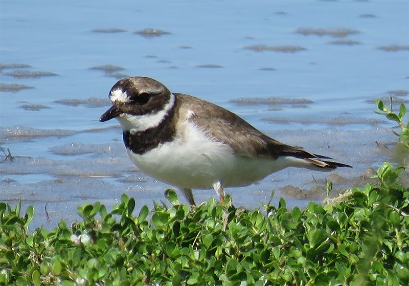 Common Ringed Plover - ML118662341