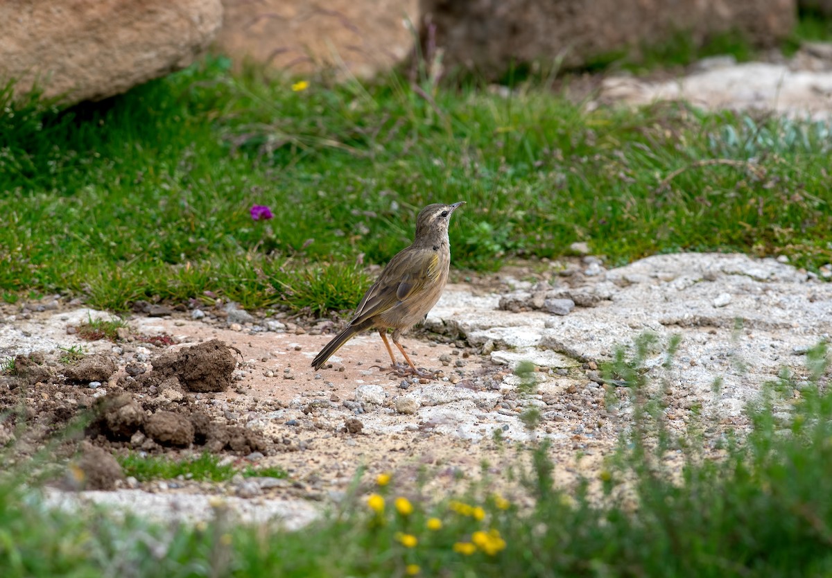 Yellow-tufted Pipit - ML118663801