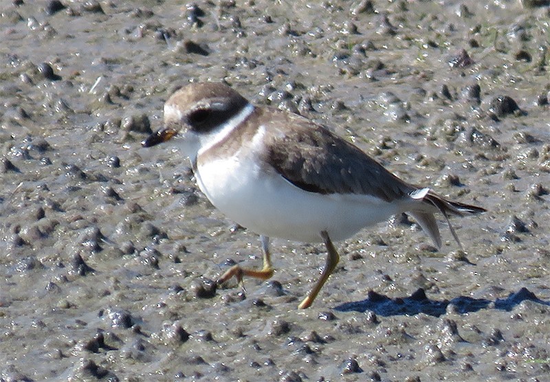 Semipalmated Plover - ML118664211