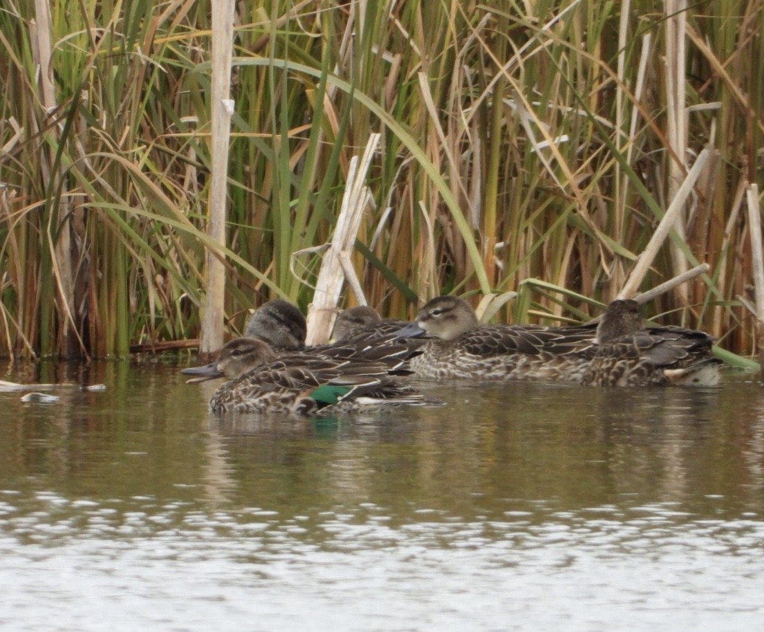Green-winged Teal - ML118664301