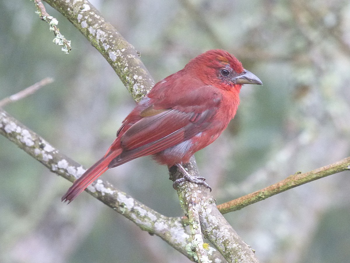 Hepatic Tanager - ML118665461