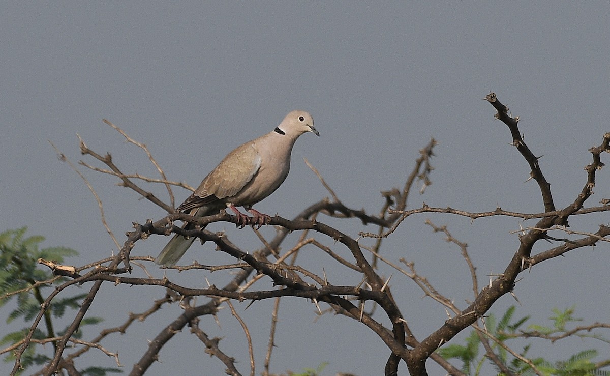 Eurasian Collared-Dove - RK Balaji