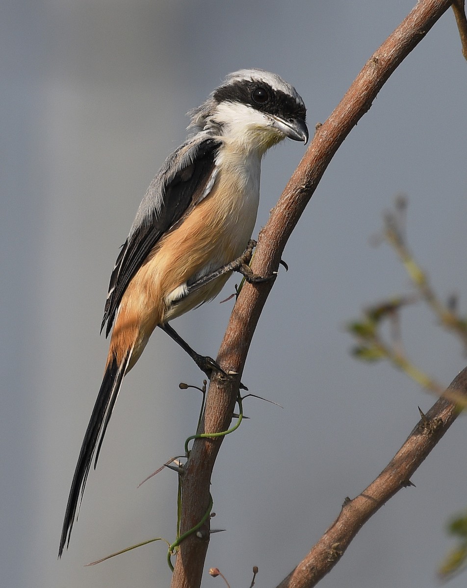 Long-tailed Shrike - RK Balaji