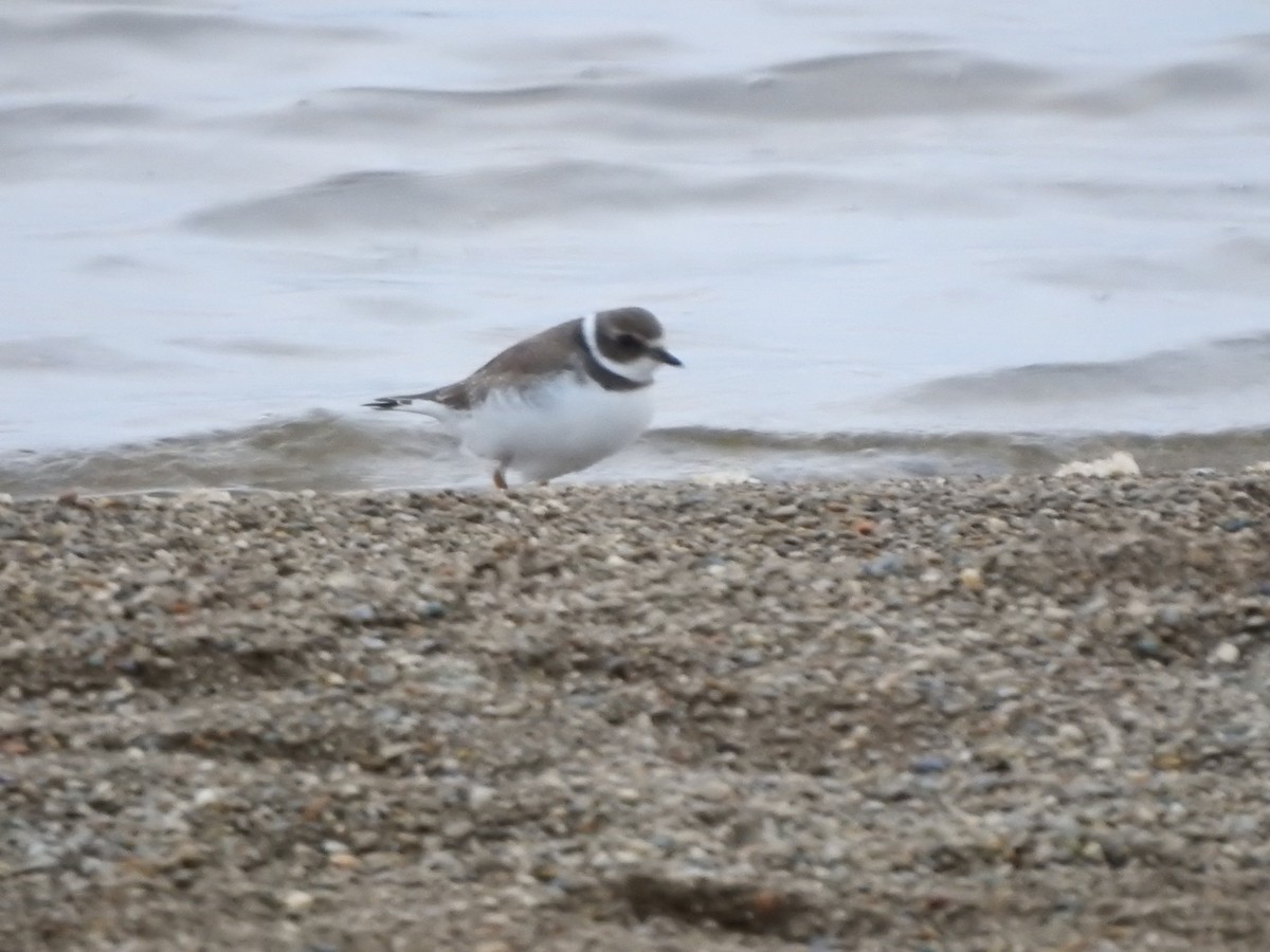 Semipalmated Plover - ML118668771