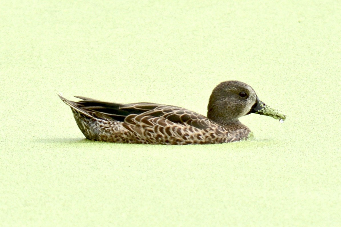 Blue-winged Teal - ML118669231
