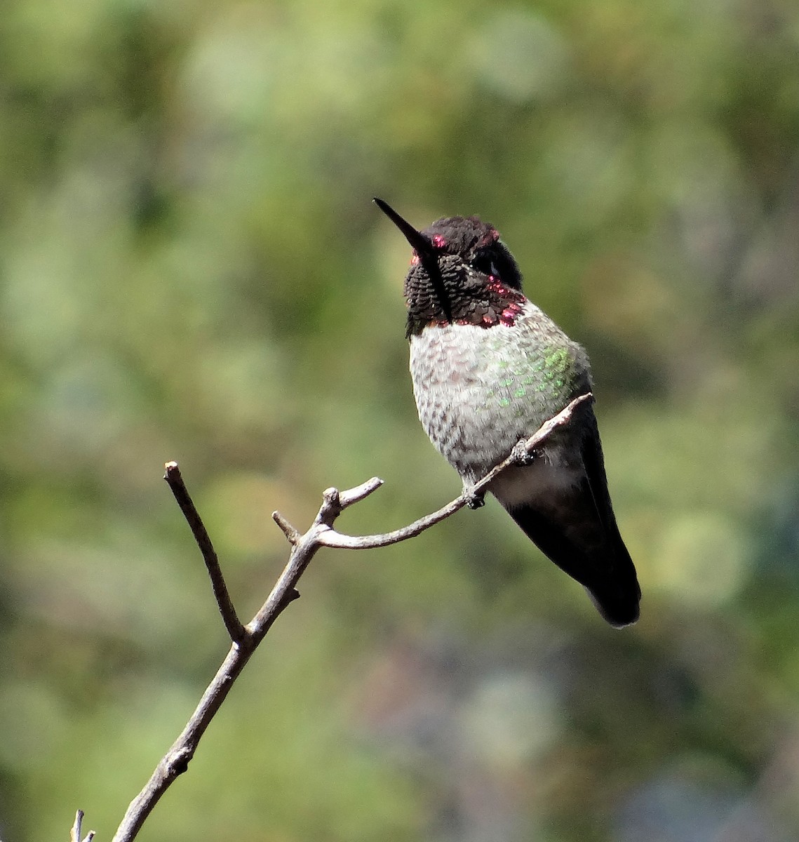 Anna's Hummingbird - Cara Barnhill