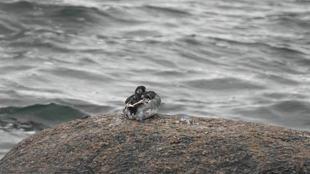 Long-tailed Duck - ML118672991
