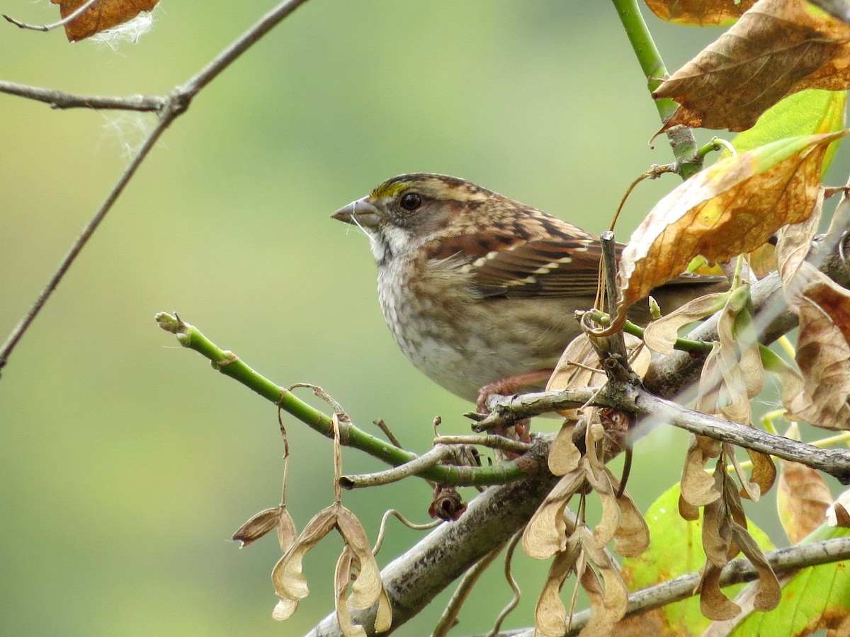 White-throated Sparrow - ML118675471