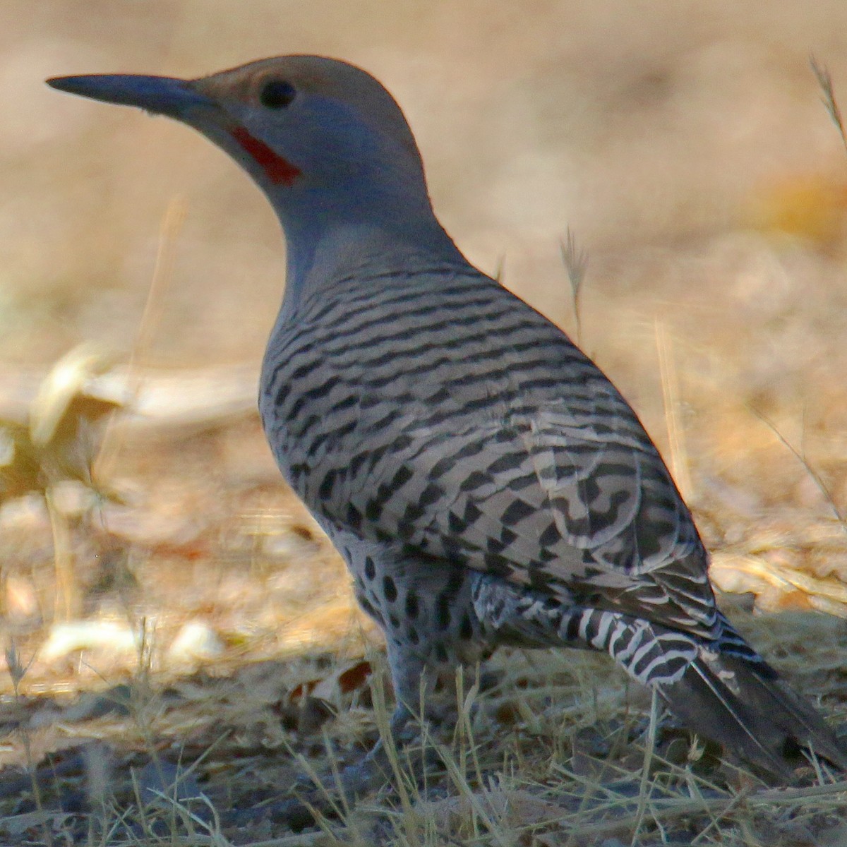 Northern Flicker (Red-shafted) - ML118682241