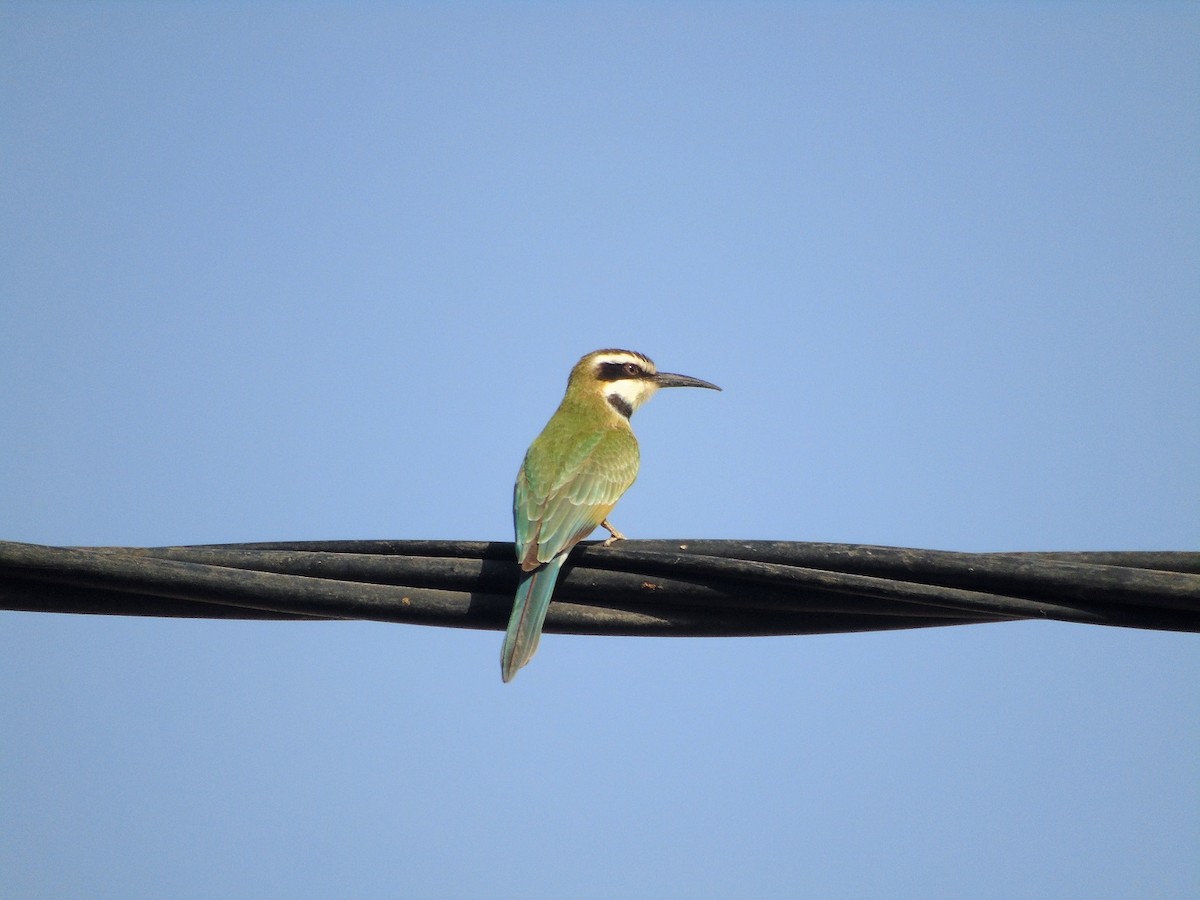 White-throated Bee-eater - Carlos Pereira