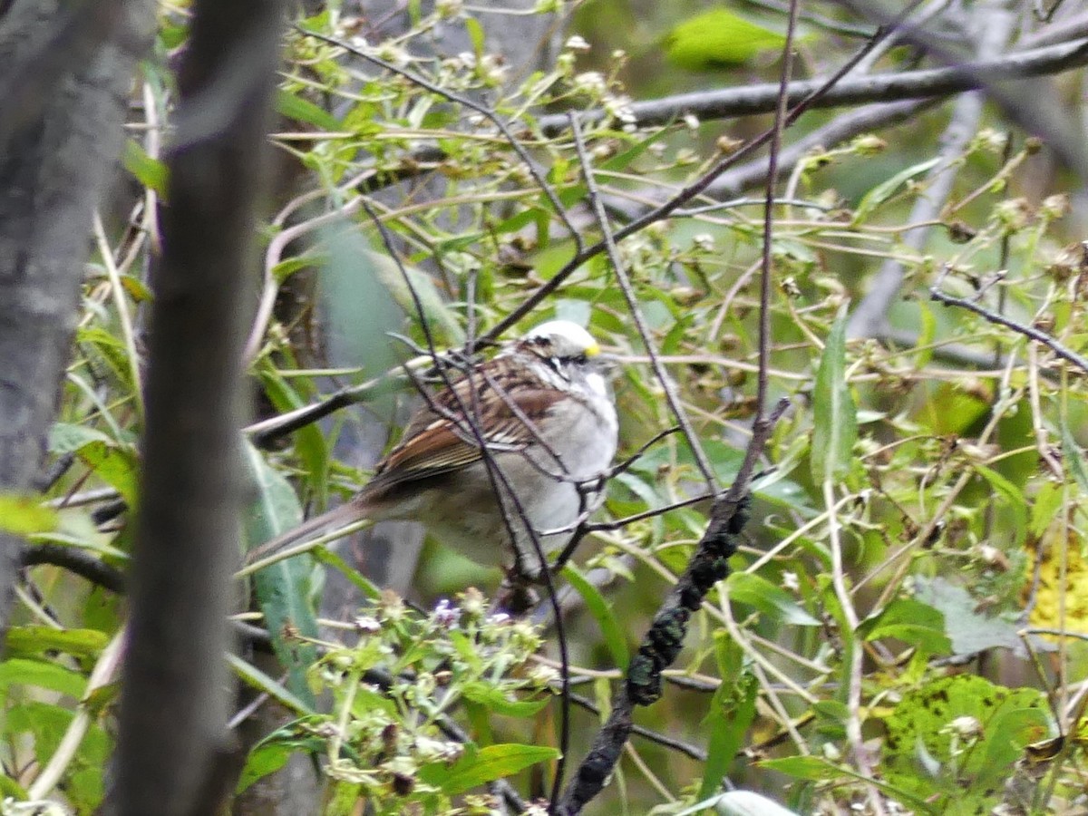 White-throated Sparrow - Jacynthe Fortin