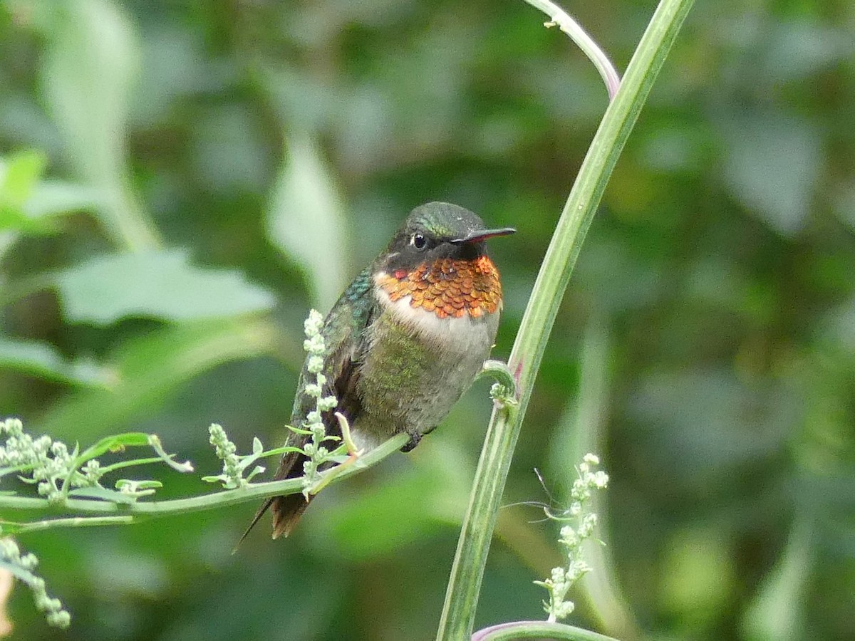 Ruby-throated Hummingbird - Cathy Pondelicek