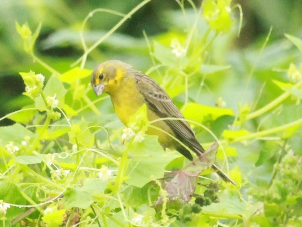 Grassland Yellow-Finch - Rutger Koperdraad