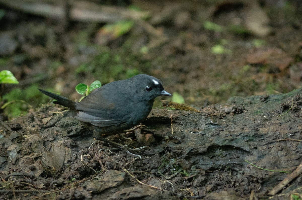 White-crowned Tapaculo - ML118693071