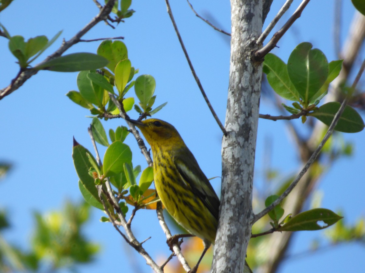 Cape May Warbler - ML118694271