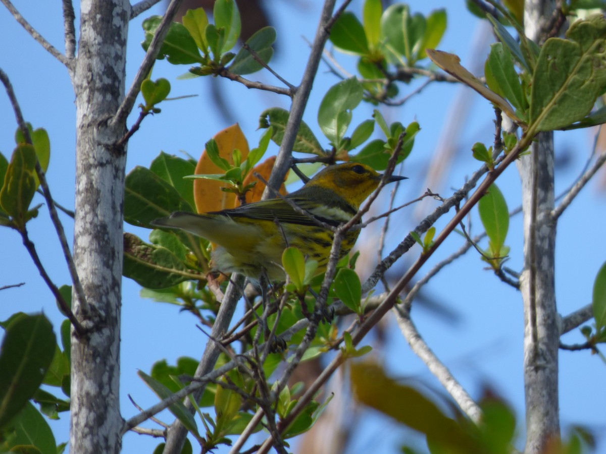 Cape May Warbler - ML118694621