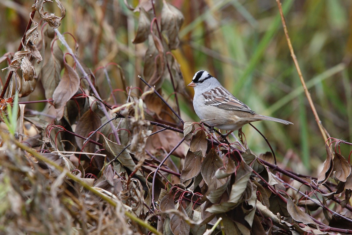 White-crowned Sparrow - Bertrand Hamel