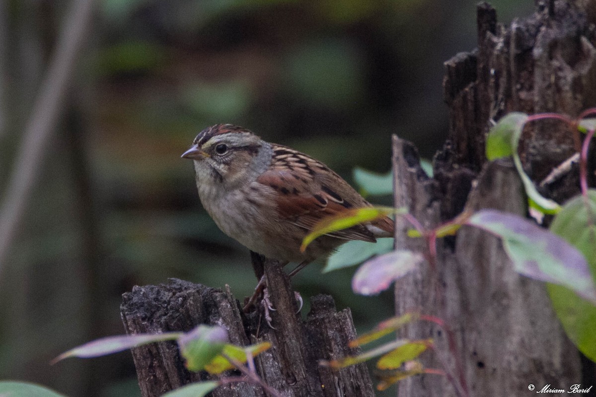 Swamp Sparrow - ML118695971