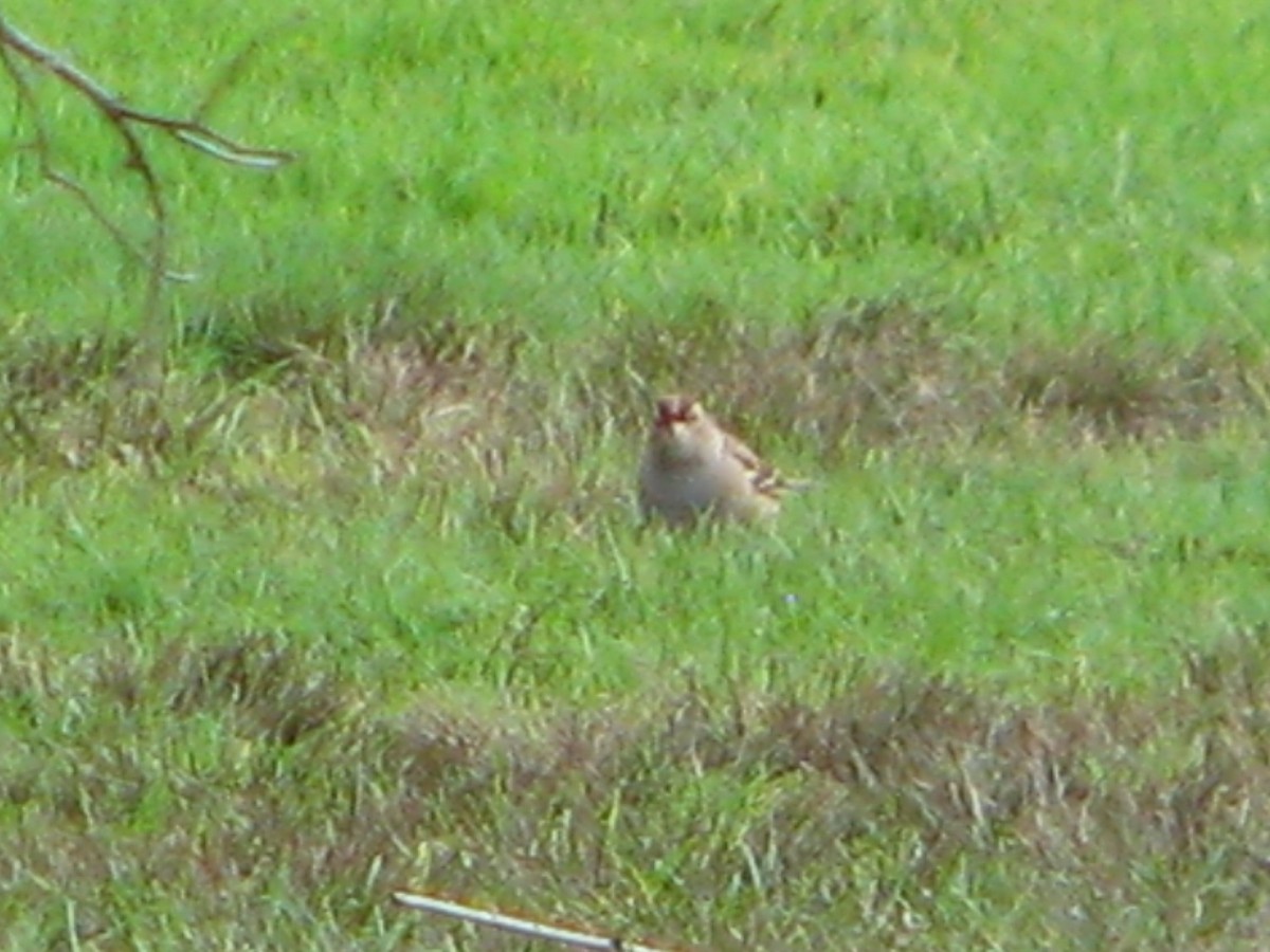 White-crowned Sparrow - ML118696261