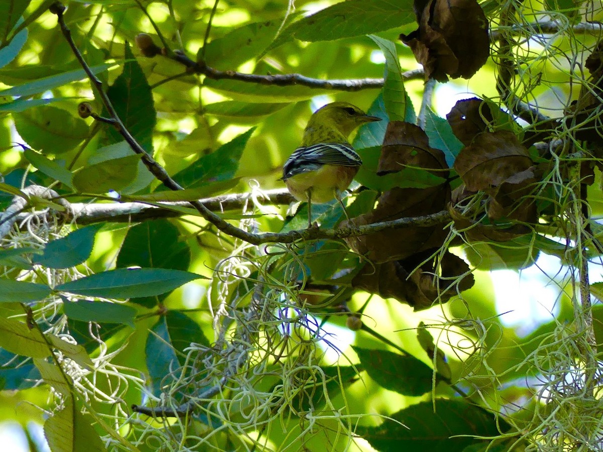 Bay-breasted Warbler - ML118697181