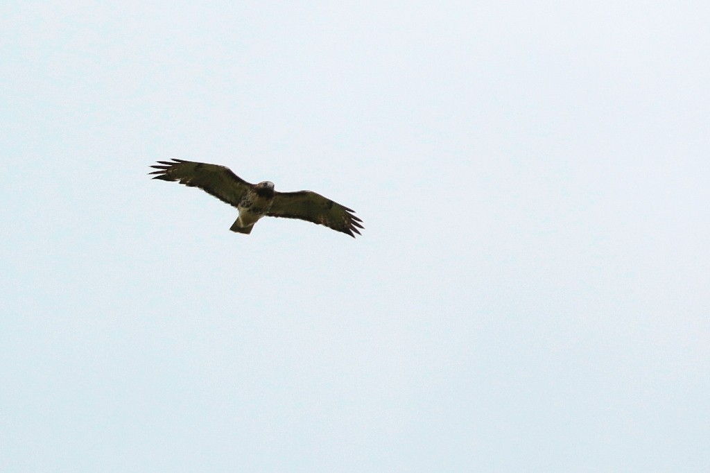 Red-tailed Hawk - ML118699511