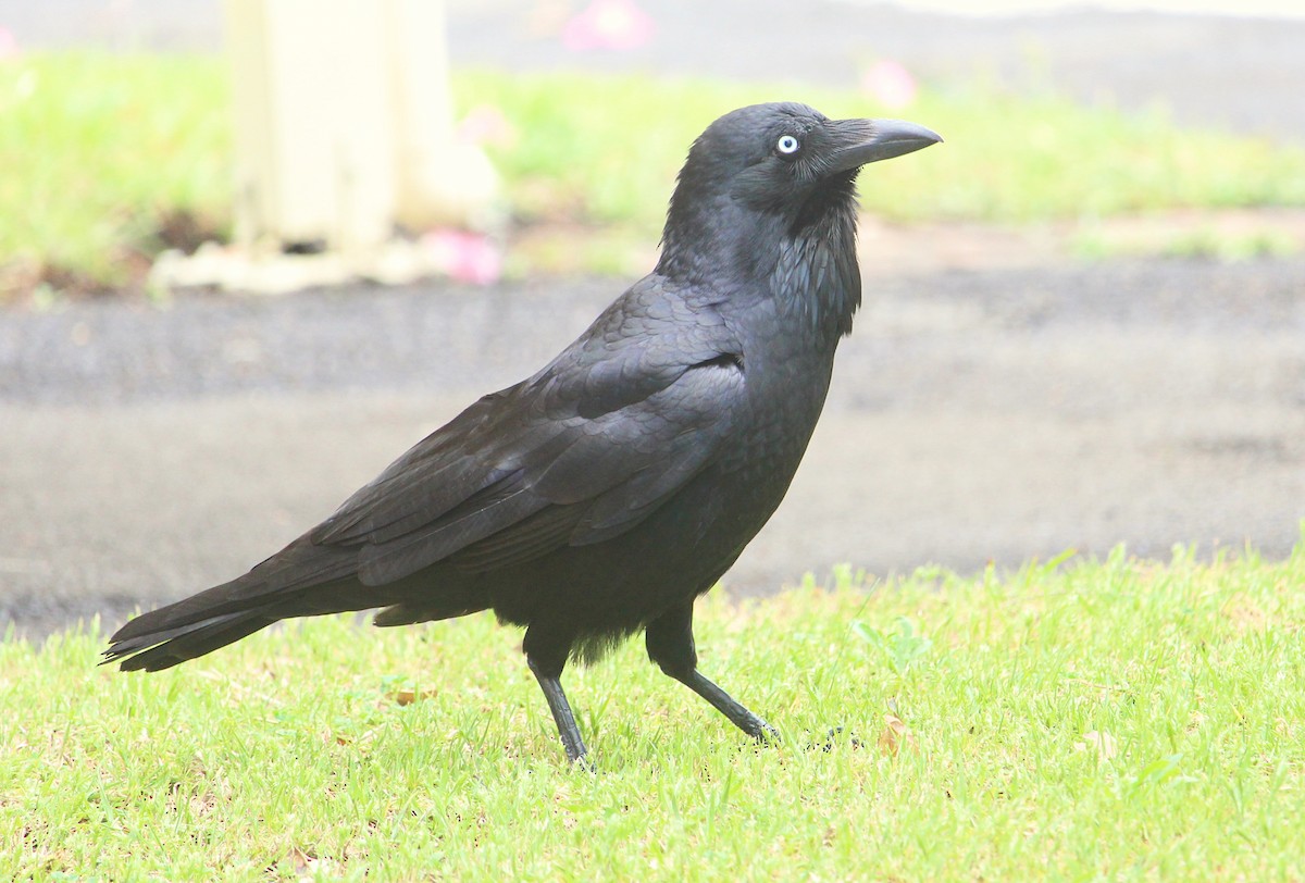 Australian Raven - ML118701031