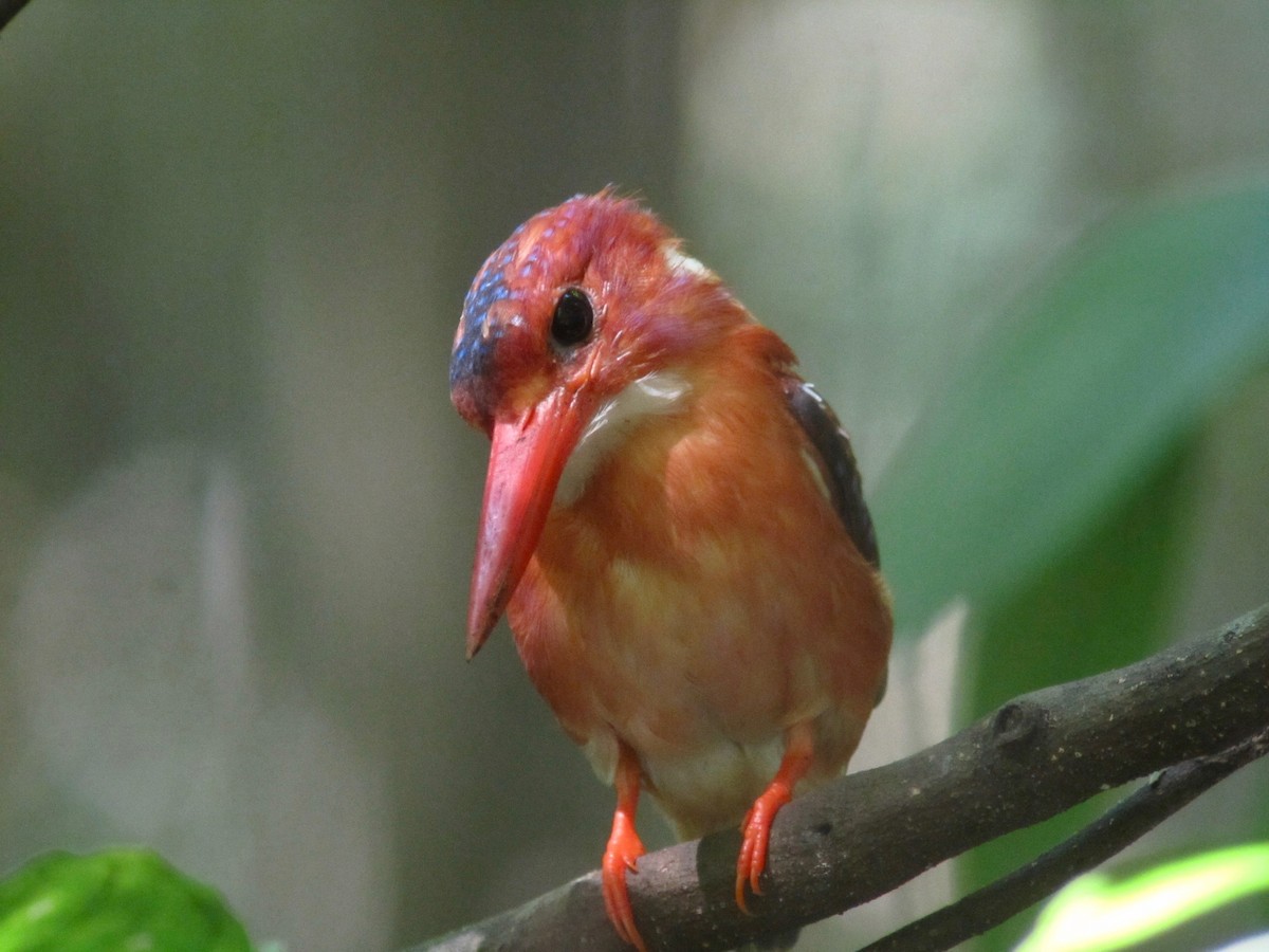 Sulawesi Dwarf-Kingfisher - ML118702421