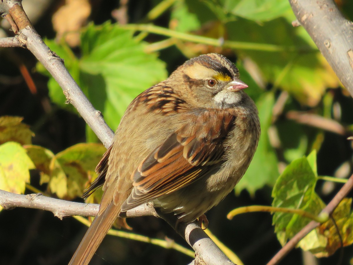 White-throated Sparrow - Mike Burkoski