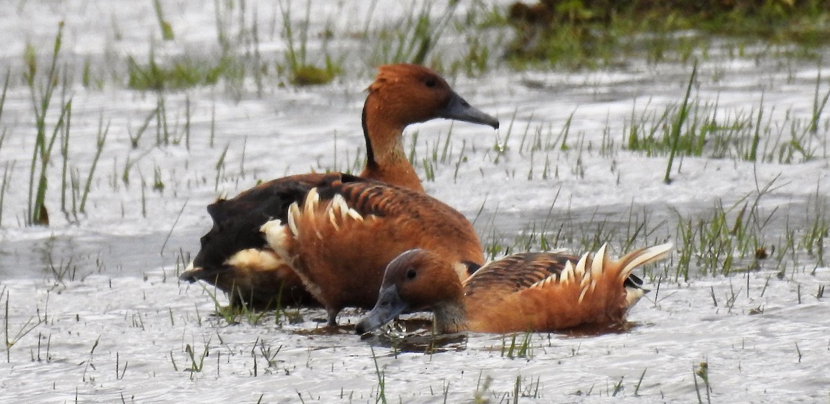 Fulvous Whistling-Duck - ML118703871