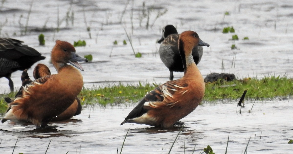 Fulvous Whistling-Duck - ML118703911