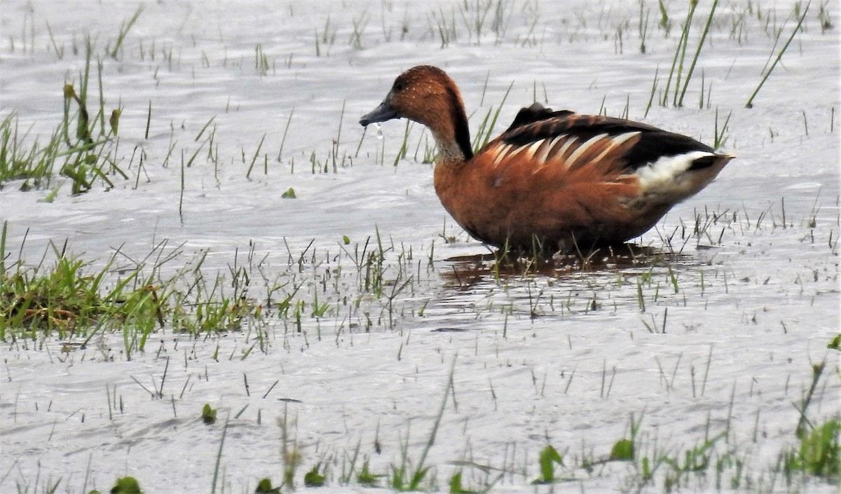 Fulvous Whistling-Duck - ML118703951