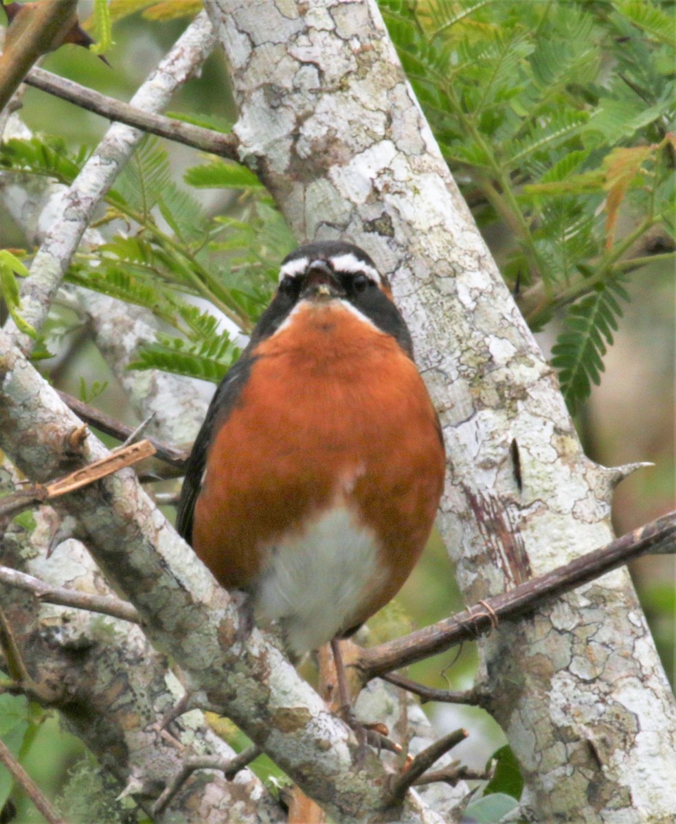 Black-and-rufous Warbling Finch - ML118704311