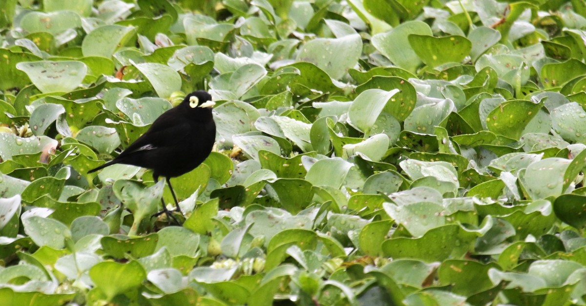 Spectacled Tyrant - ML118704931