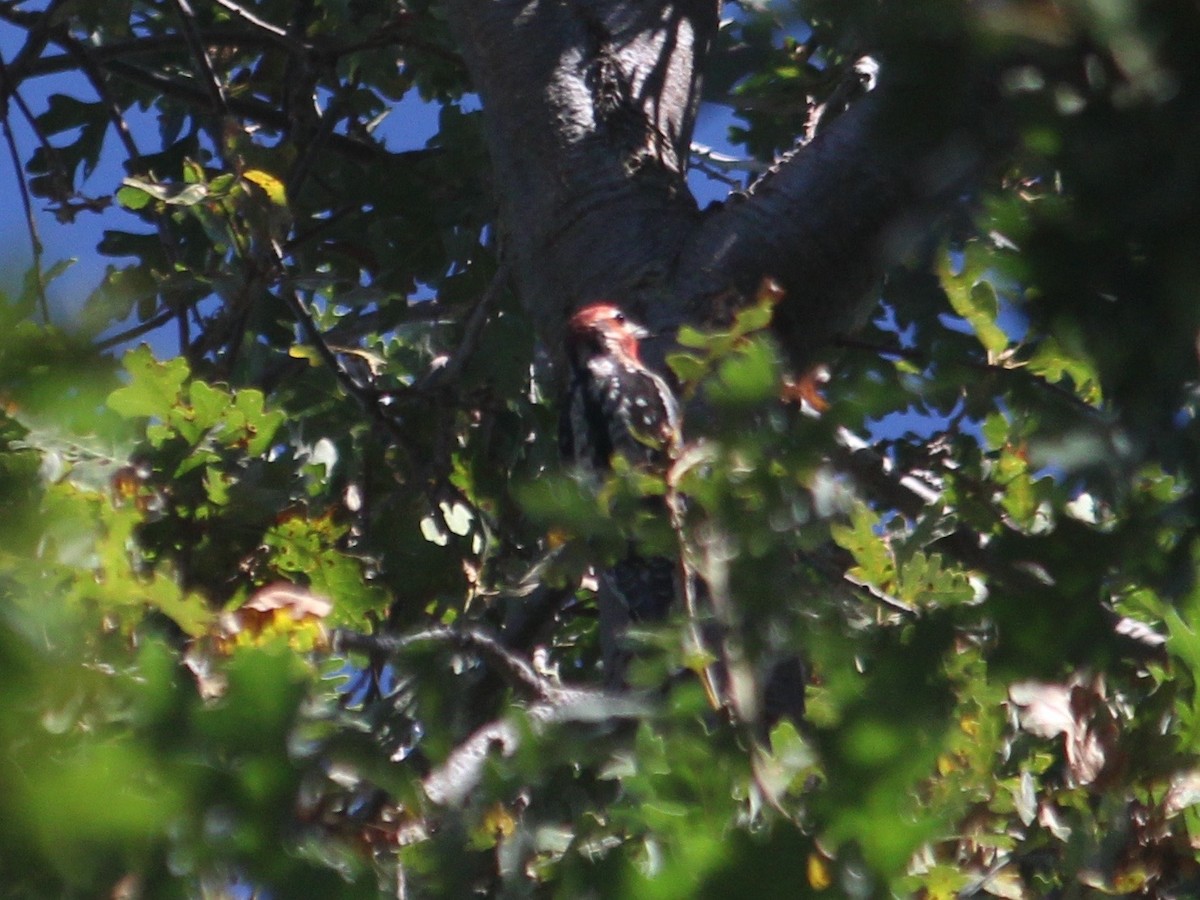 Red-naped x Red-breasted Sapsucker (hybrid) - Holly Coates