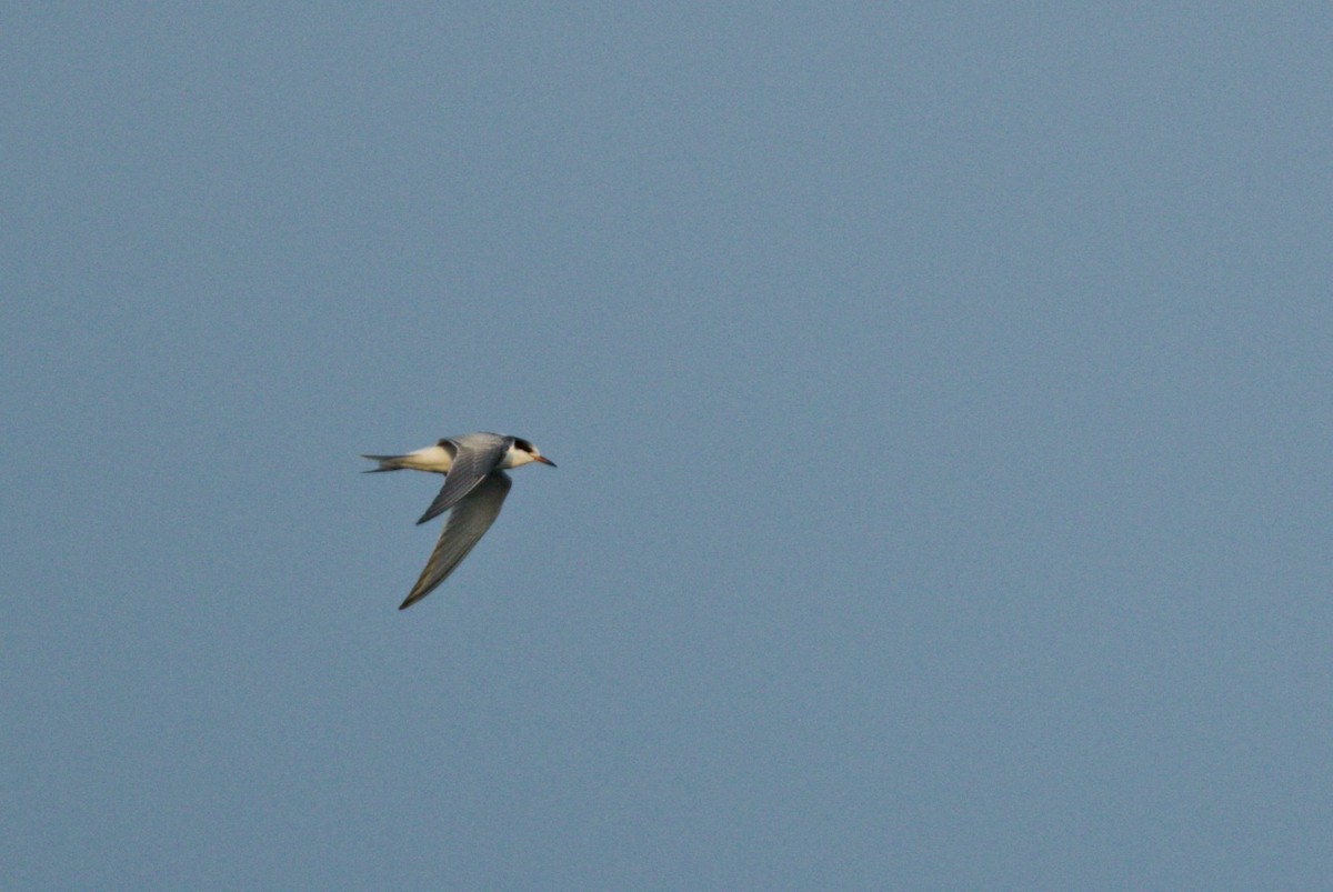 Common Tern - Simon Mitchell