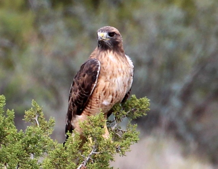 Red-tailed Hawk (calurus/alascensis) - sam hough